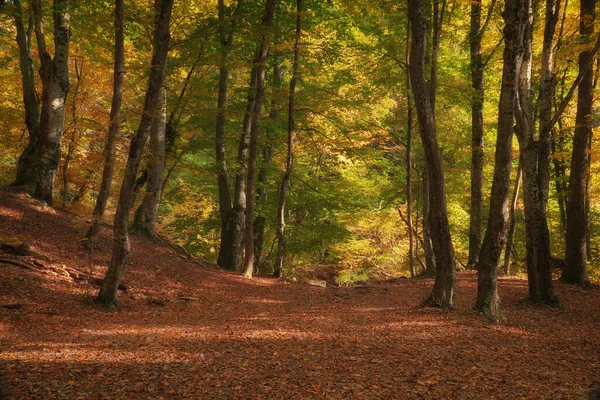 Φθινοπωρινό Δάσος Και Ήλιο Λάπανο Της Φύσης — Φωτογραφία Αρχείου