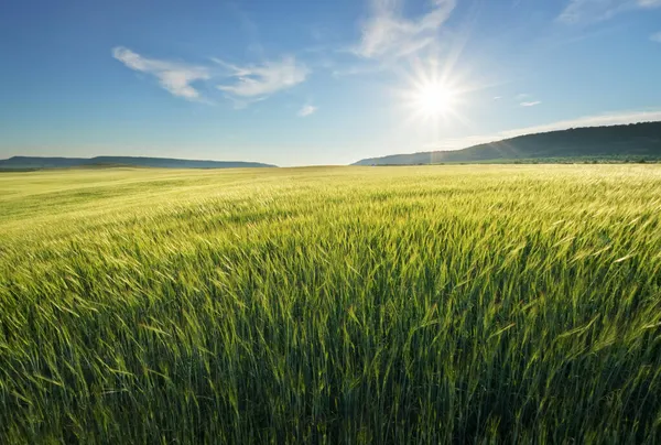 Pradera Trigo Atardecer Composición Natural — Foto de Stock