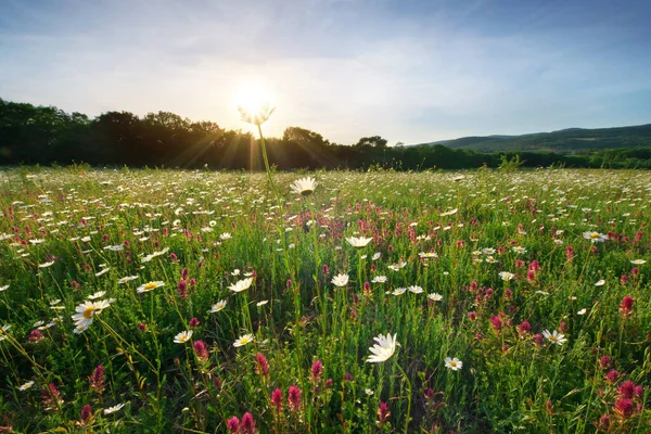 Fiori Camomilla Primaverili Sole Composizione Della Natura — Foto Stock