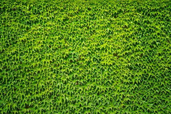 天然绿色叶墙背景 设计要素 — 图库照片