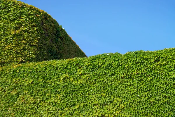Mur Vert Naturel Feuilles Élément Conception — Photo