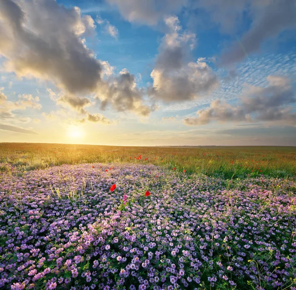Fleurs Printanières Dans Prairie Beaux Paysages — Photo