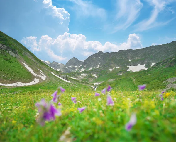 緑の牧草地で春の花 美しい春の風景 — ストック写真