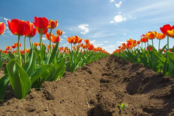 Prado Tulipanes Composición Naturaleza Primavera —  Fotos de Stock