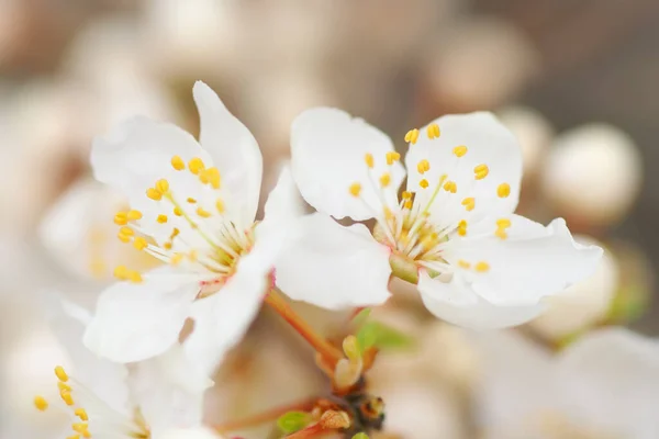 木に春の花 自然の組成 — ストック写真