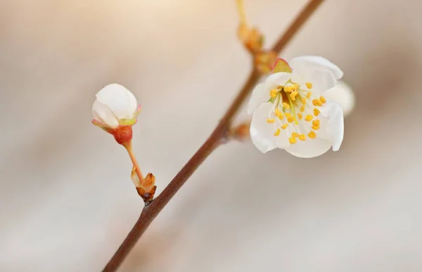 Frühlingsblume Auf Baum Zusammensetzung Der Natur — Stockfoto