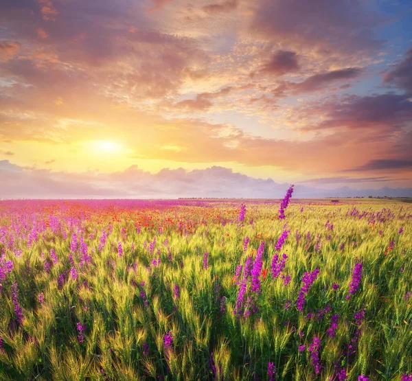 小麦草地上的春紫花 美丽的自然景观 — 图库照片