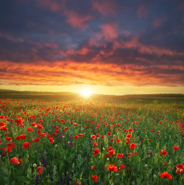 Haşhaş Çiçeklerinin Bahar Çayırı Doğa Bileşimi — Stok fotoğraf