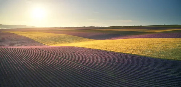 Luftpanorama Över Lavendel Och Veteäng Natur Och Agrokultur — Stockfoto