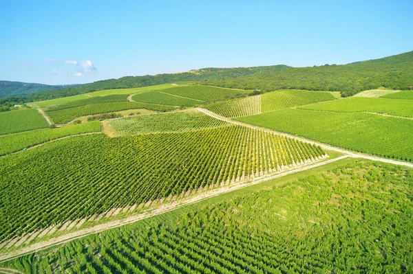 Mountain Vineyard Narure Composition — Stock Photo, Image