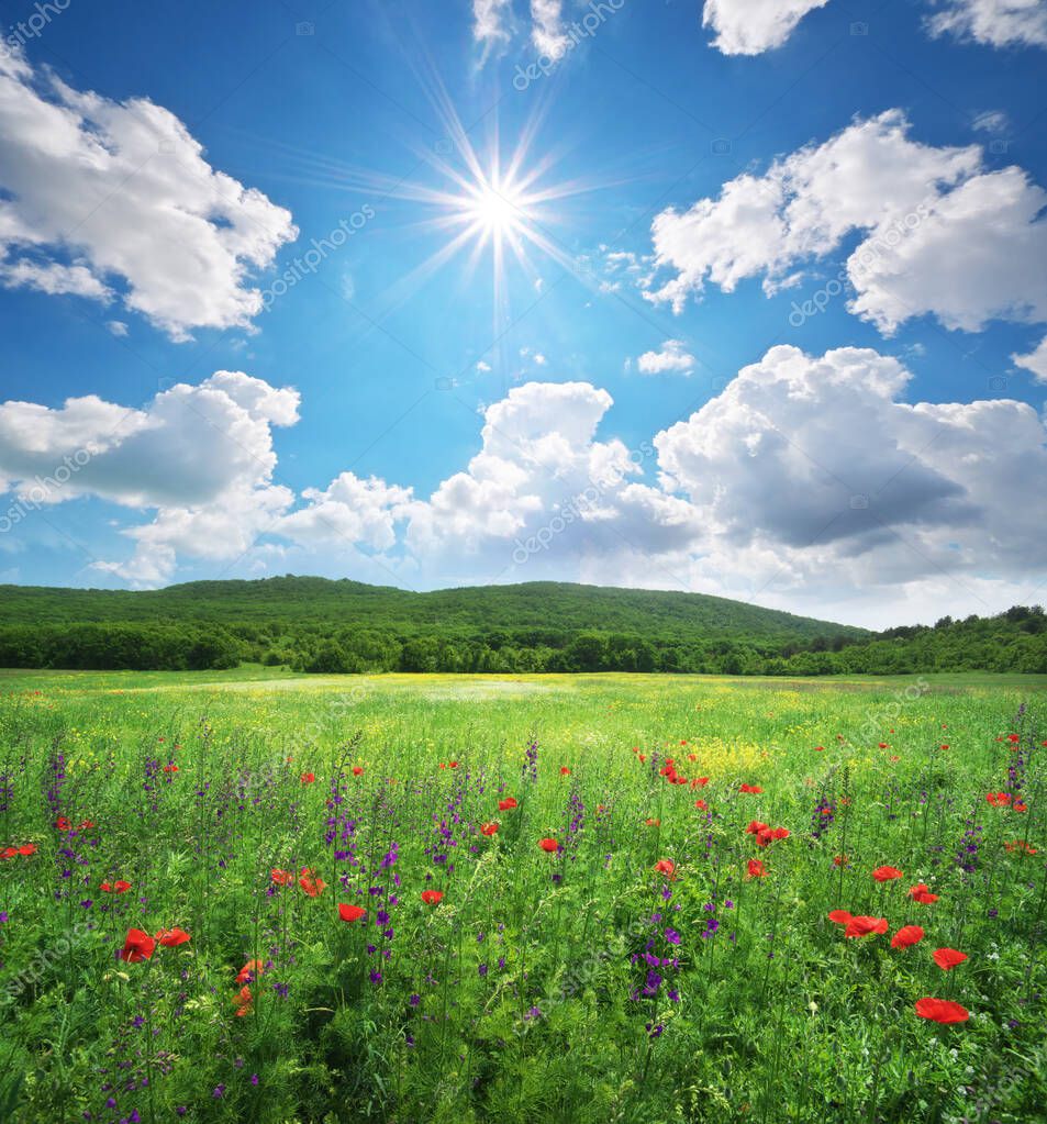 Prato Fiorito Primaverile Giorno Composizione Della Natura — Foto stock di  © zatvor #606979882, image size:954x1024