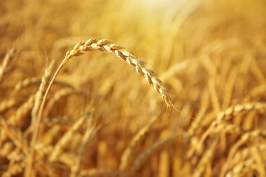 Gün içinde buğday kulağı. Doğa bileşimi.