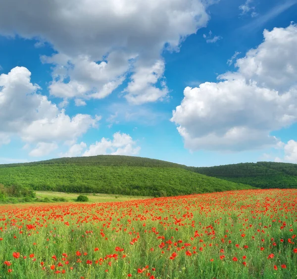 Сонячний Луг Маків Весняний Пейзаж Природи — стокове фото