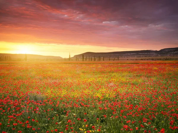 Flores Amapolas Primavera Prado Hermosos Paisajes — Foto de Stock