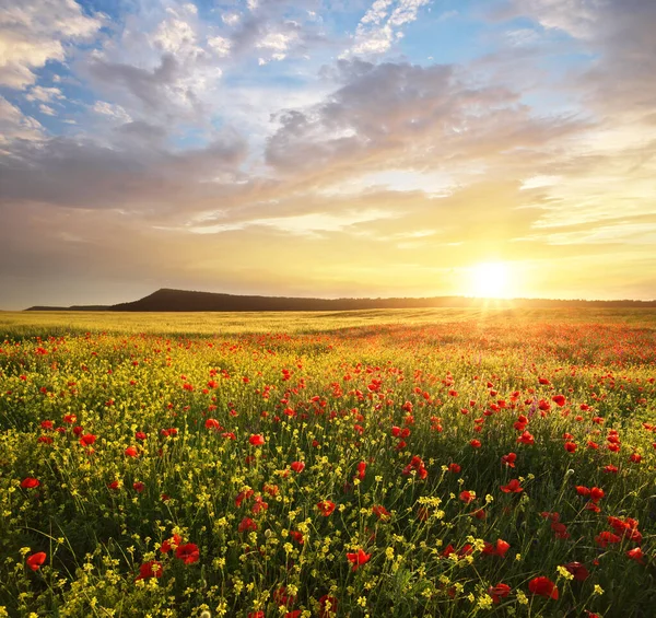 Çayırda Bahar Çiçekleri Güzel Manzaralar — Stok fotoğraf