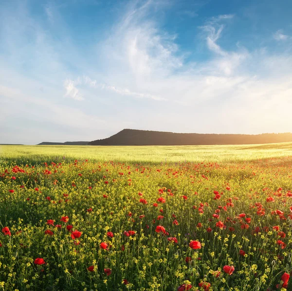 Lente Bloemen Weide Bij Zonsondergang Prachtige Landschappen — Stockfoto