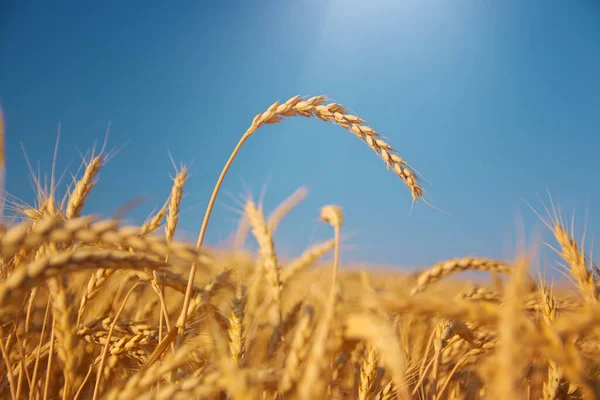 Gün Içinde Buğday Kulağı Doğa Bileşimi — Stok fotoğraf