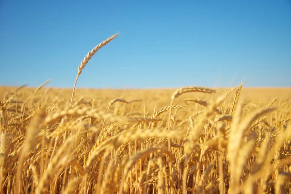Пшеничне Вухо Вдень Склад Природи — стокове фото