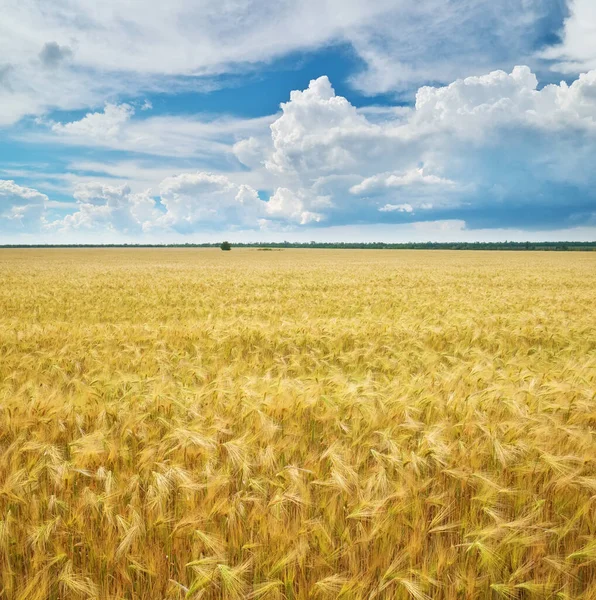 Łąka Pszenicy Dniu Kompozycja Natura — Zdjęcie stockowe