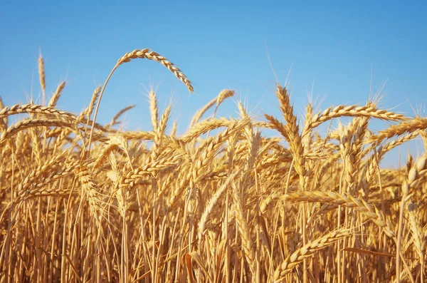 Пшеничное Ухо Днем Состав Природы — стоковое фото