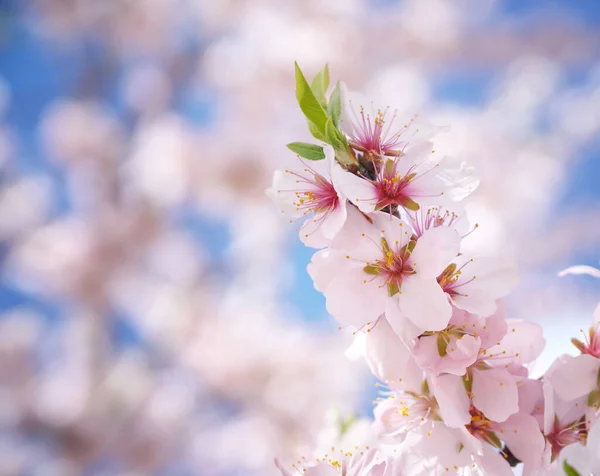 Fleur Printemps Bourgeon Sur Arbre Composition Nature — Photo