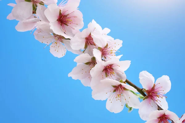 Voorjaarsbloemen Boom Samenstelling Van Natuur — Stockfoto