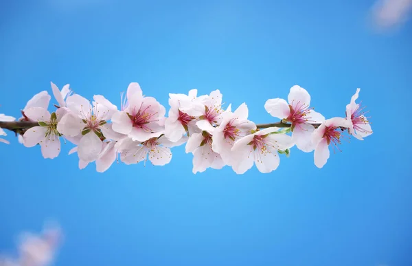 木の上の春の花 自然の構成 — ストック写真