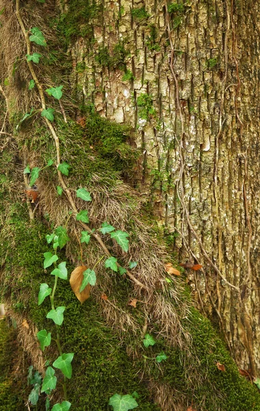 Corteccia Vecchio Albero Foglie Verdi Natura Sfondo Texture — Foto Stock