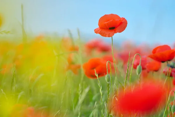 Портрет Червоної Макової Квітки Зеленому Лузі Фоні Блакитного Неба — стокове фото