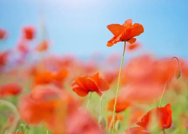 Портрет Червоної Макової Квітки Зеленому Лузі Фоні Блакитного Неба — стокове фото