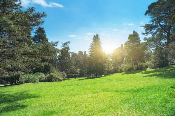 Parkta Gün Içinde Yeşil Çimenler Doğa Bileşimi — Stok fotoğraf