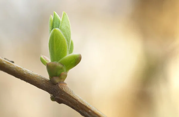 Frühlingsknospe Zusammensetzung Der Natur — Stockfoto