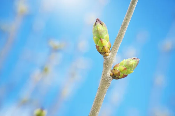 Broto Primavera Composição Natureza — Fotografia de Stock