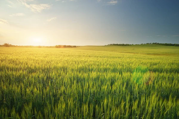 Łąka Pszenicy Zachodzie Słońca Kompozycja Natura — Zdjęcie stockowe