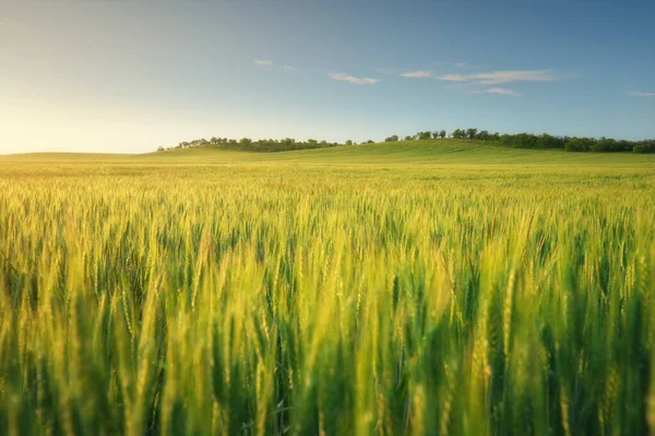 Pradera Trigo Atardecer Composición Natural — Foto de Stock