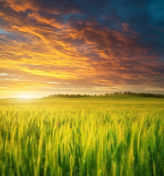 Ängen Vete Solnedgången Naturen Sammansättning — Stockfoto