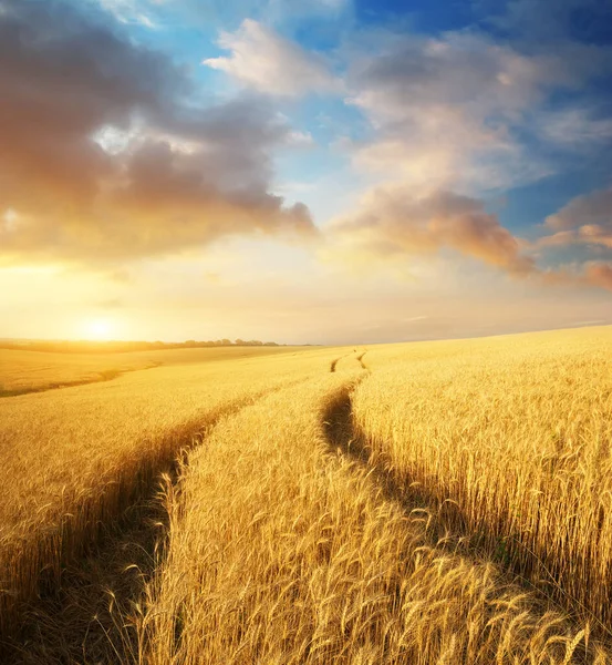 サンダウンで小麦の牧草地 自然の組成 — ストック写真