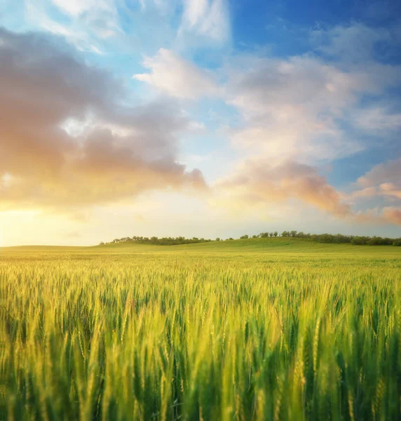 sundown buğday çayır. doğa kompozisyon.