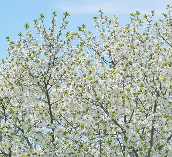 木の上の春の花 自然の構成 — ストック写真