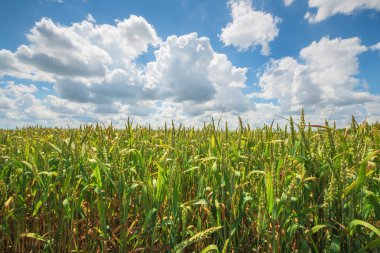 Gündüzleri yeşil buğday çayırı. Doğa bileşimi.