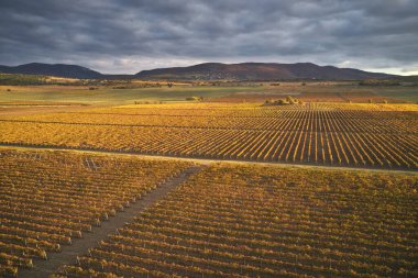 Gün batımında üzüm bağı tarlası. Doğa bileşimi.