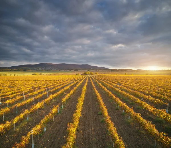 Wijngaard Veld Bij Zonsondergang Samenstelling Van Natuur — Stockfoto