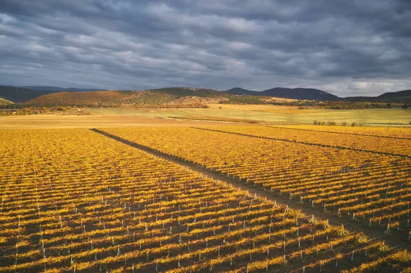 Πεδίο Vineyard Στο Ηλιοβασίλεμα Φύση Της Κομποστίνης — Φωτογραφία Αρχείου