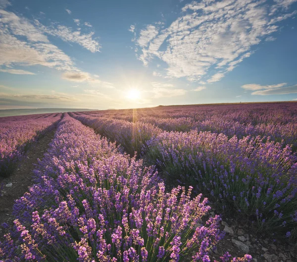 Äng Lavendel Vid Soluppgången Naturlandskapets Sammansättning — Stockfoto