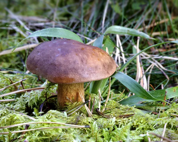 Hnědé podzimní jedlé houby — Stock fotografie