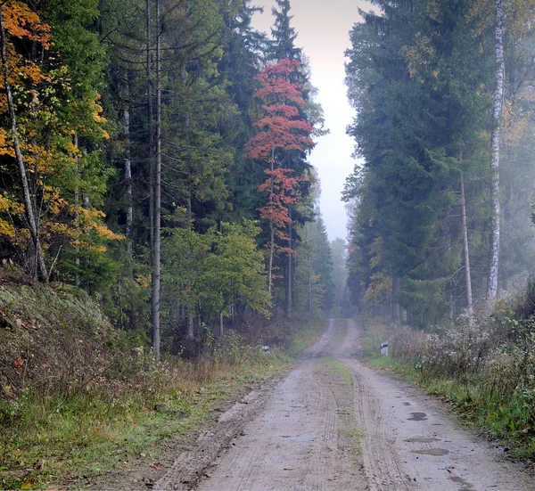 Landstraße im Wald von Litauen — Stockfoto