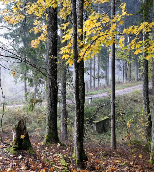 Landstraße im Wald von Litauen — Stockfoto