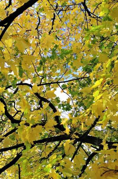 Foglie d'acero in autunno — Foto Stock