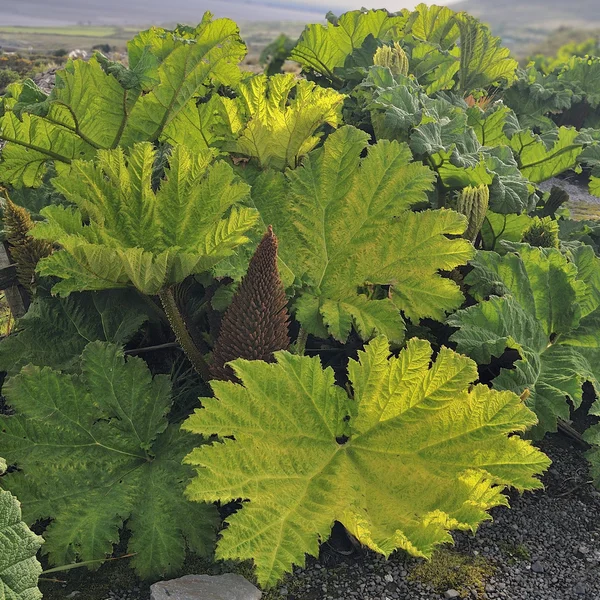 Chilean rhubarb — Stock Photo, Image