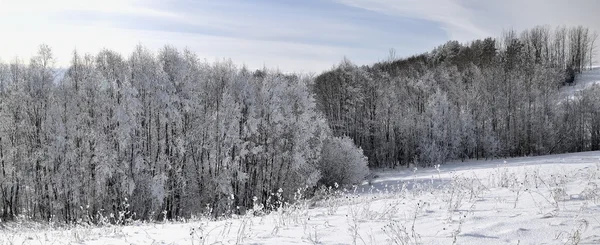 Frostiger Januartag. — Stockfoto